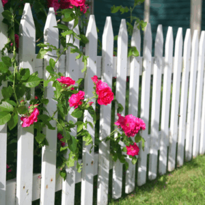 A classic white picket fence partially covered in bright pink climbing roses. Conveys the idea of healthy boundaries that support growth and beauty.
